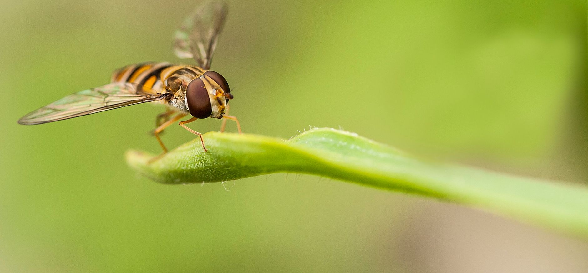 Zweefvlieg Natuurmonumenten