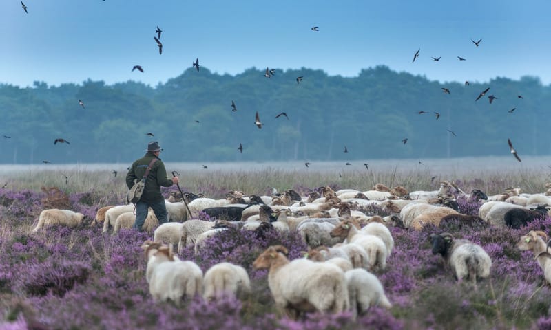dwingelderveld schaapskudde boerenzwaluw, schaapsherder