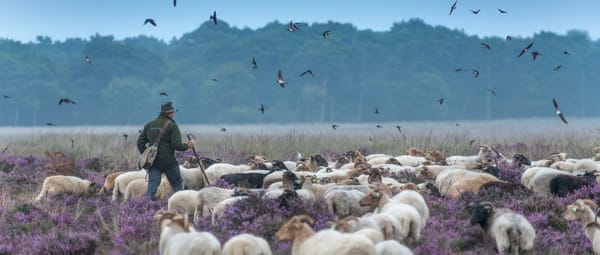 dwingelderveld schaapskudde boerenzwaluw, schaapsherder