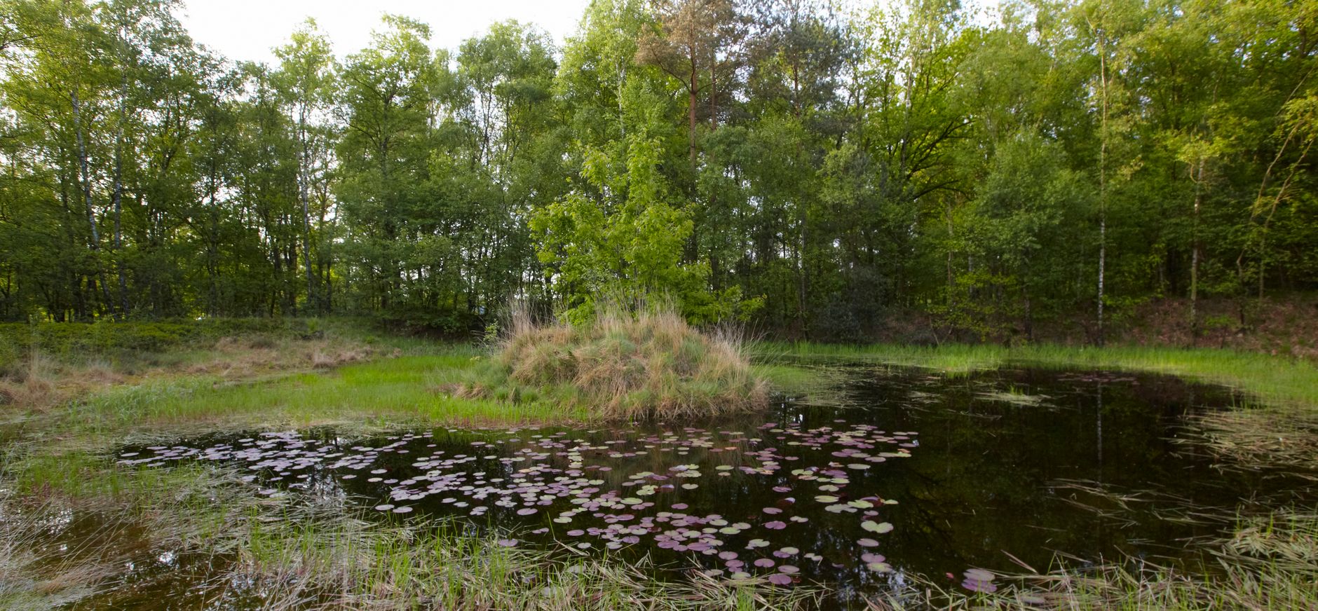 Galgenven