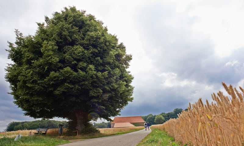 Geleenbeekdal boom