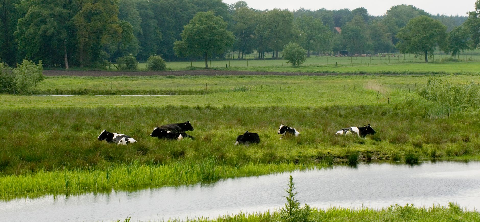 Grote Goor