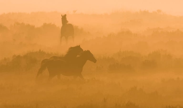 Planken Wambuis paarden