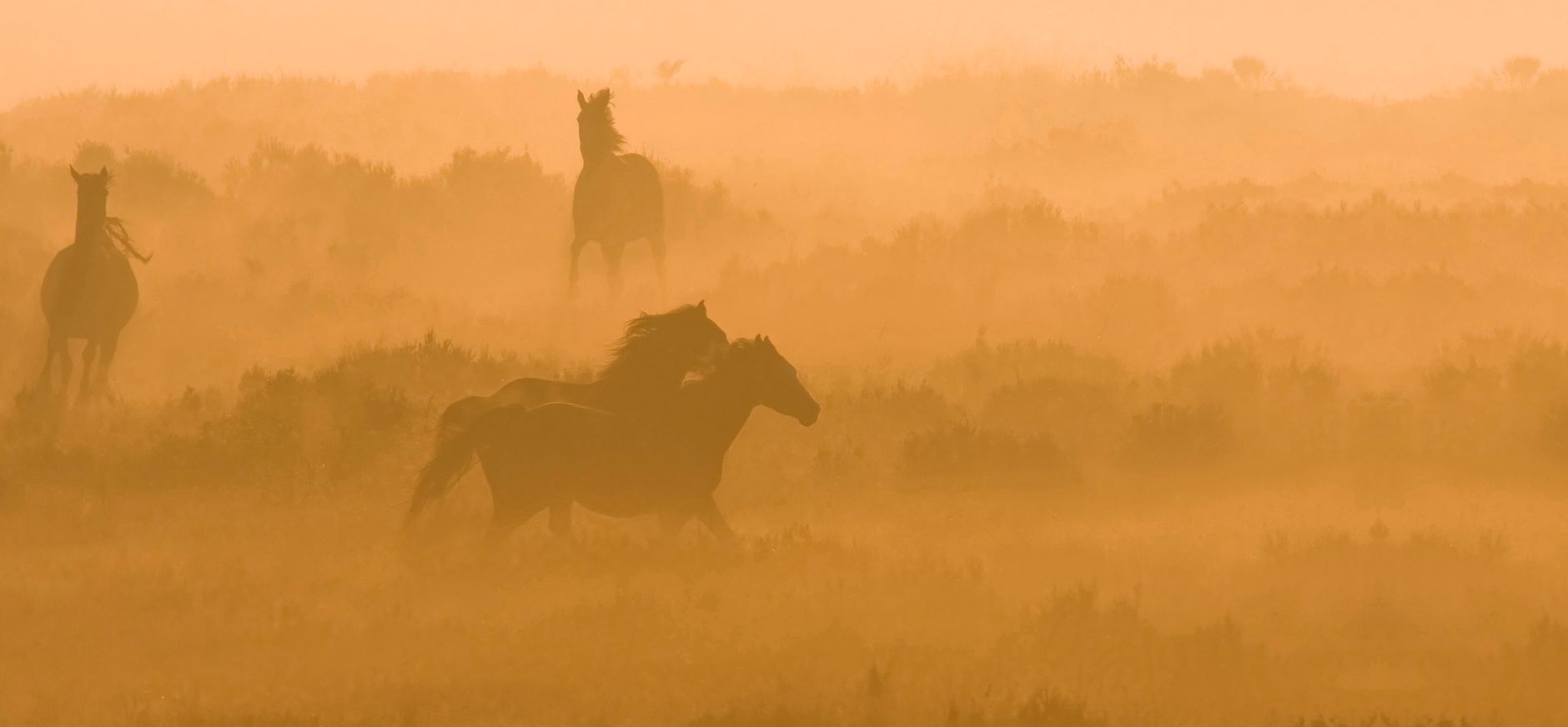 Planken Wambuis paarden