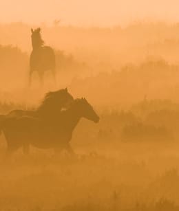 Planken Wambuis paarden