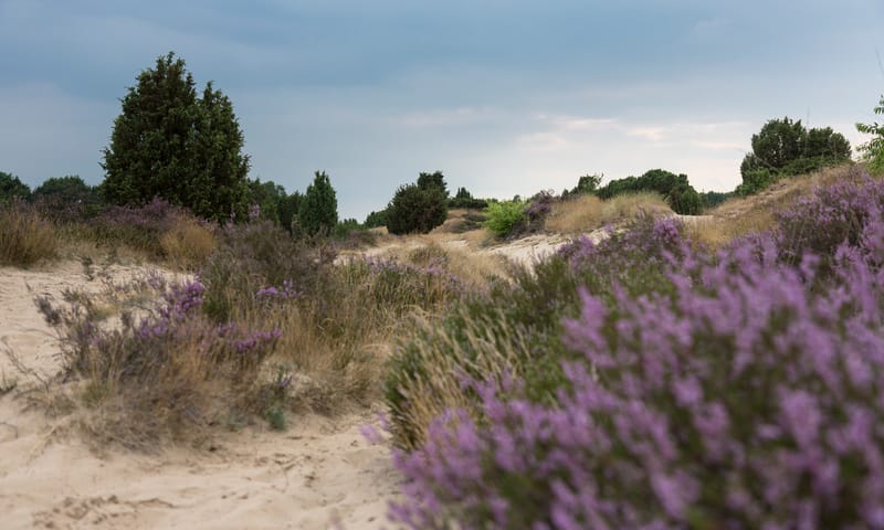 Heide Mantingerveld
