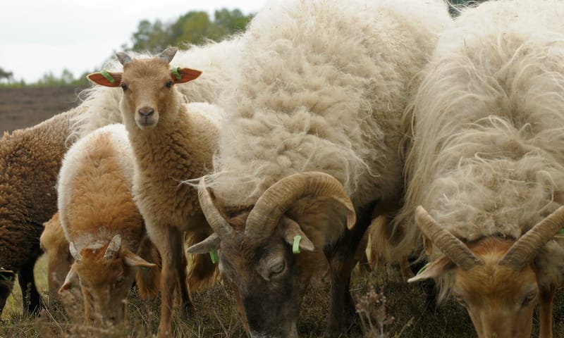 Holtingerveld schapen