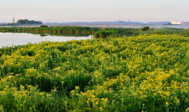 Polder IJdoorn