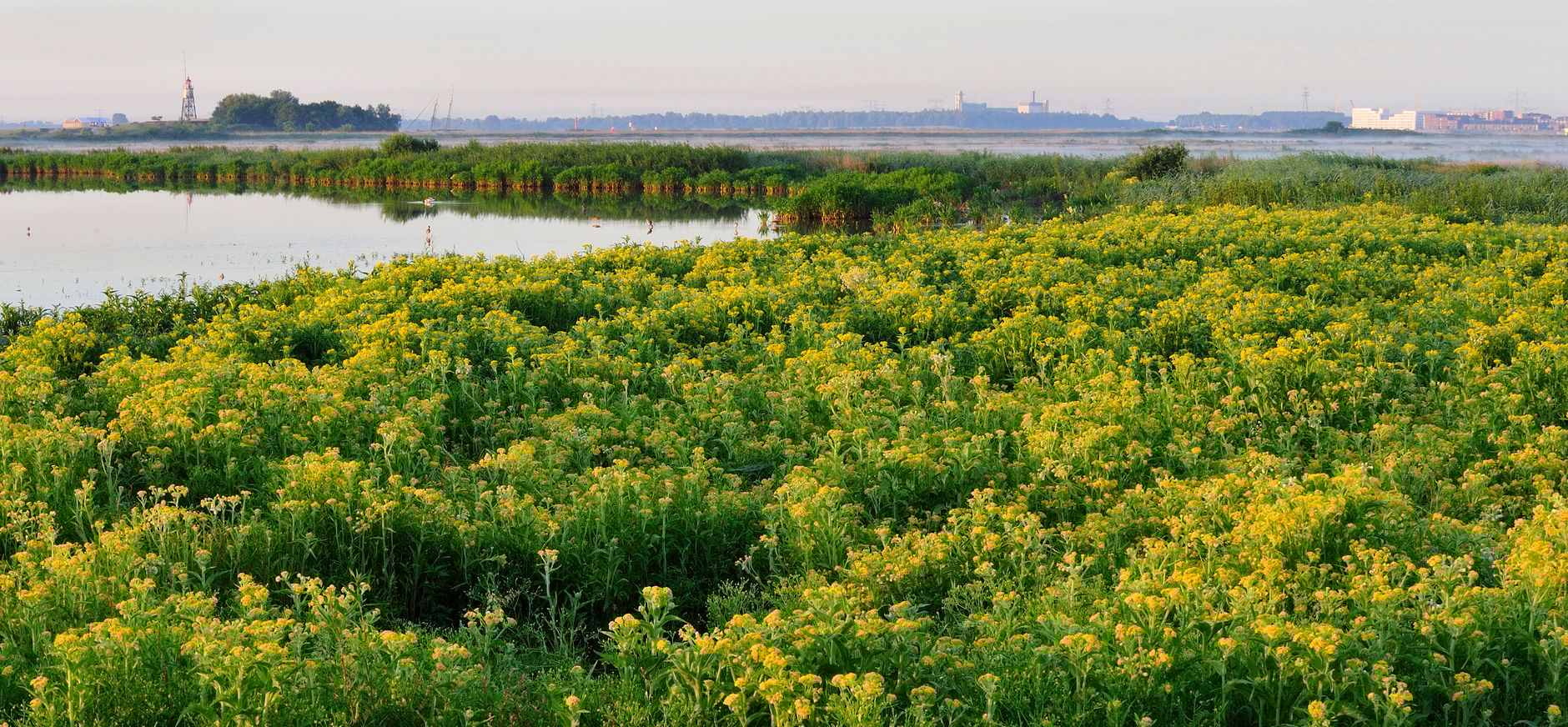 Polder IJdoorn
