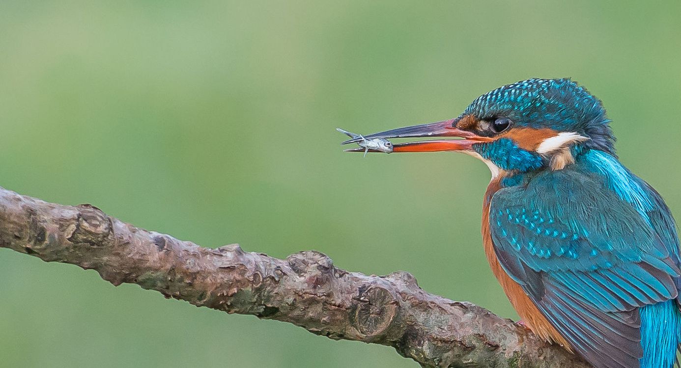 IJsvogel op tak