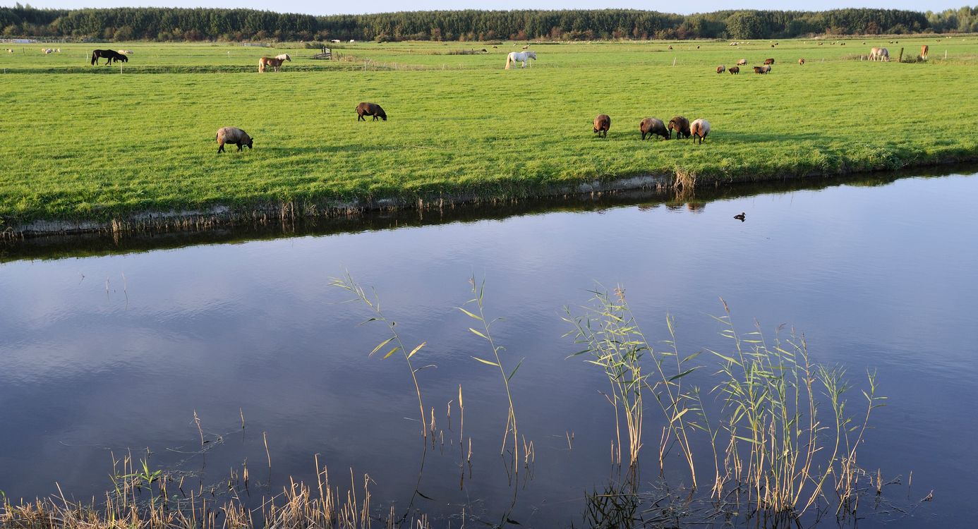 Kardinge weide