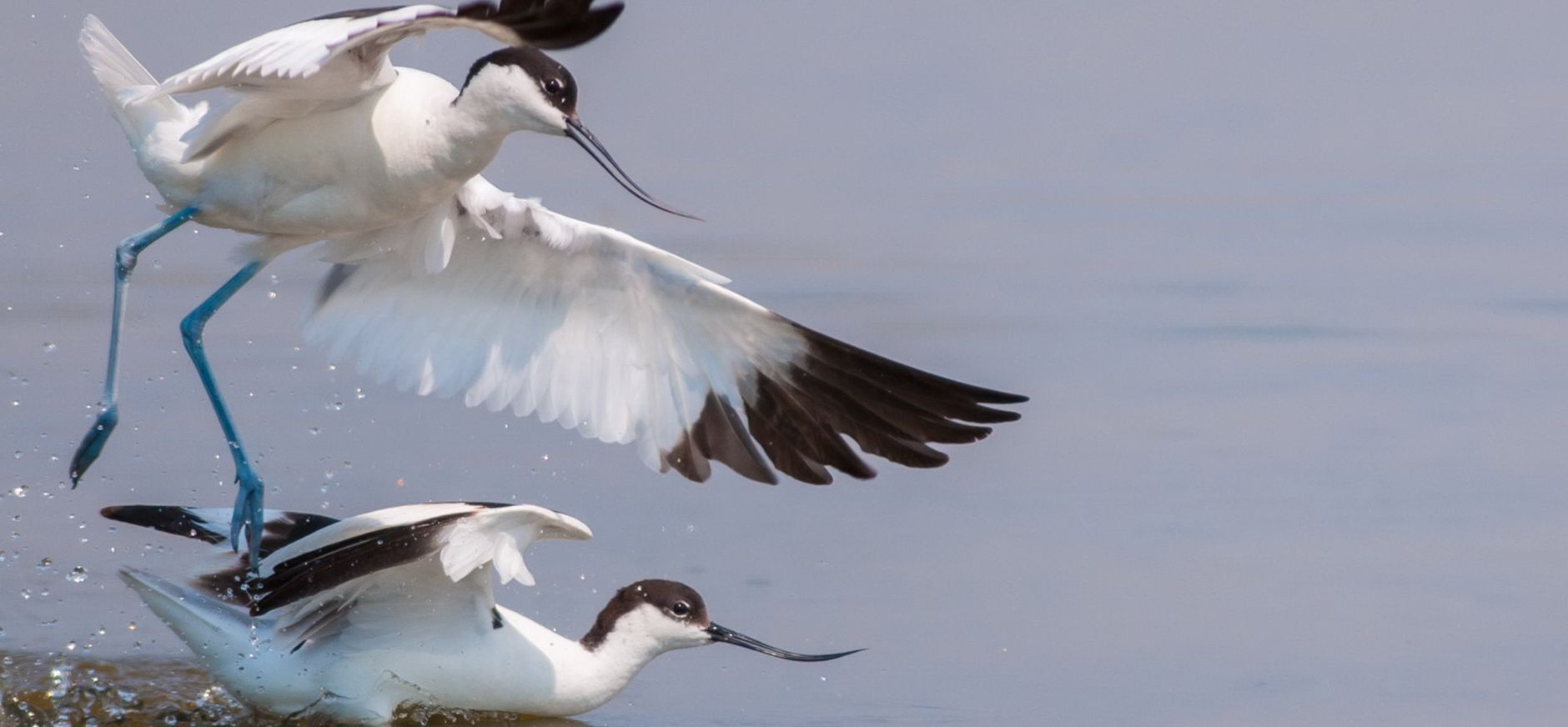 Kluten op Katse Plaat