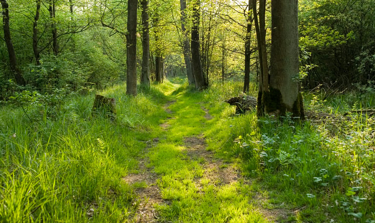 Kempen-Broek bos