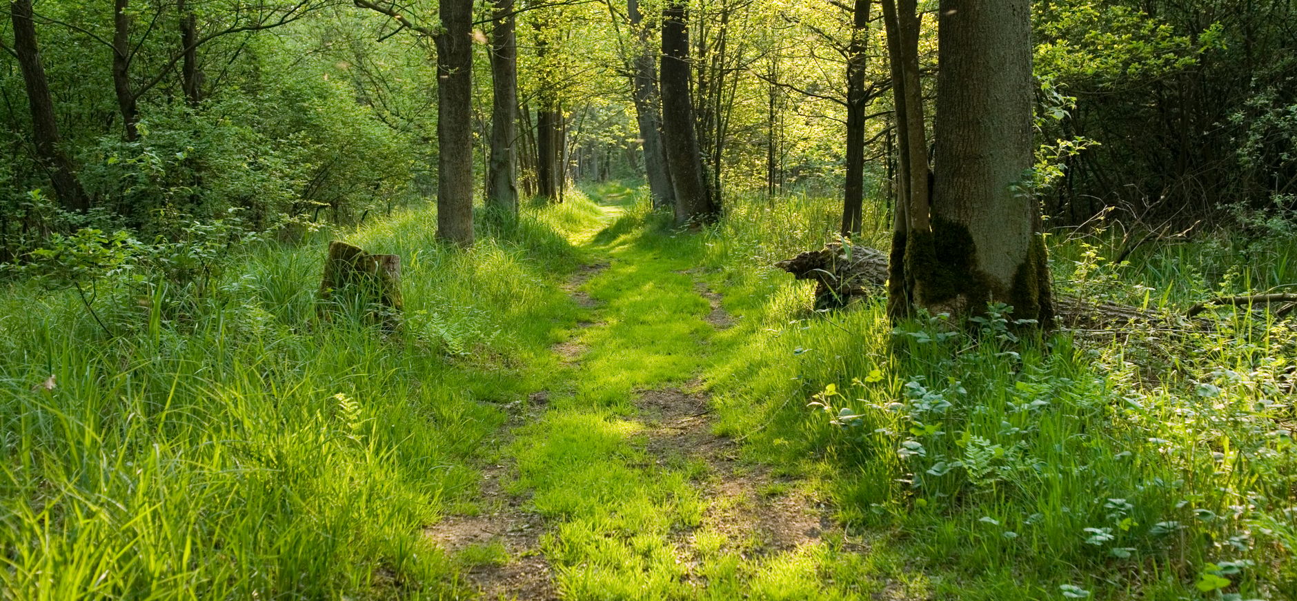 Kempen-Broek bos
