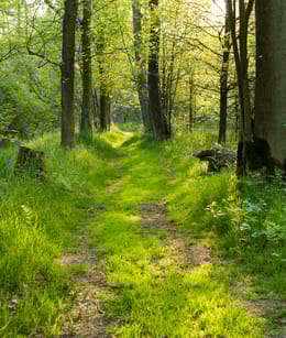 Kempen-Broek bos