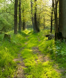 Kempen-Broek bos