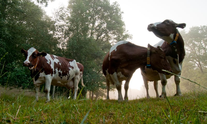 Koeien op akker in het Dommeldaal