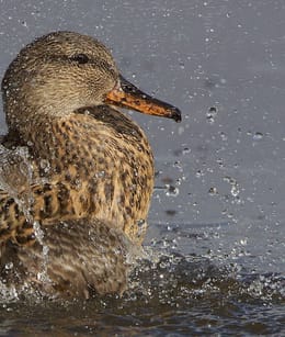 Krakeend in Kiekgat, kop van goeree