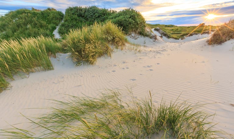 Kust duinen