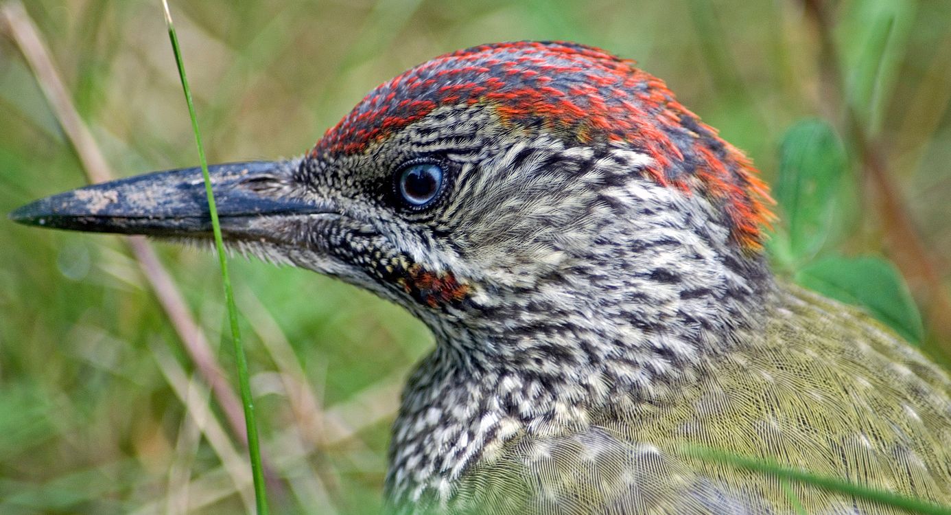 Landgoederen Paterswolde Groene Specht