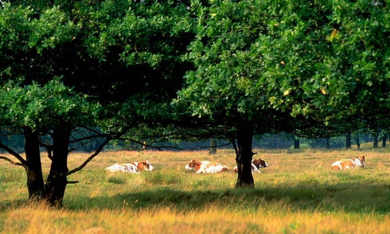 Leggelderveld