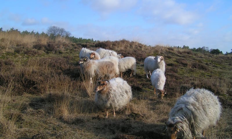 Leuvenumse bossen schapen houden landschap open