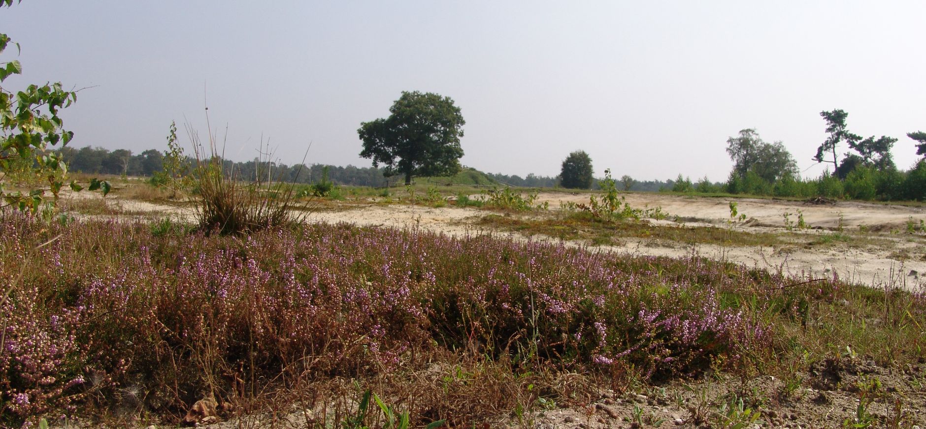Molenheide