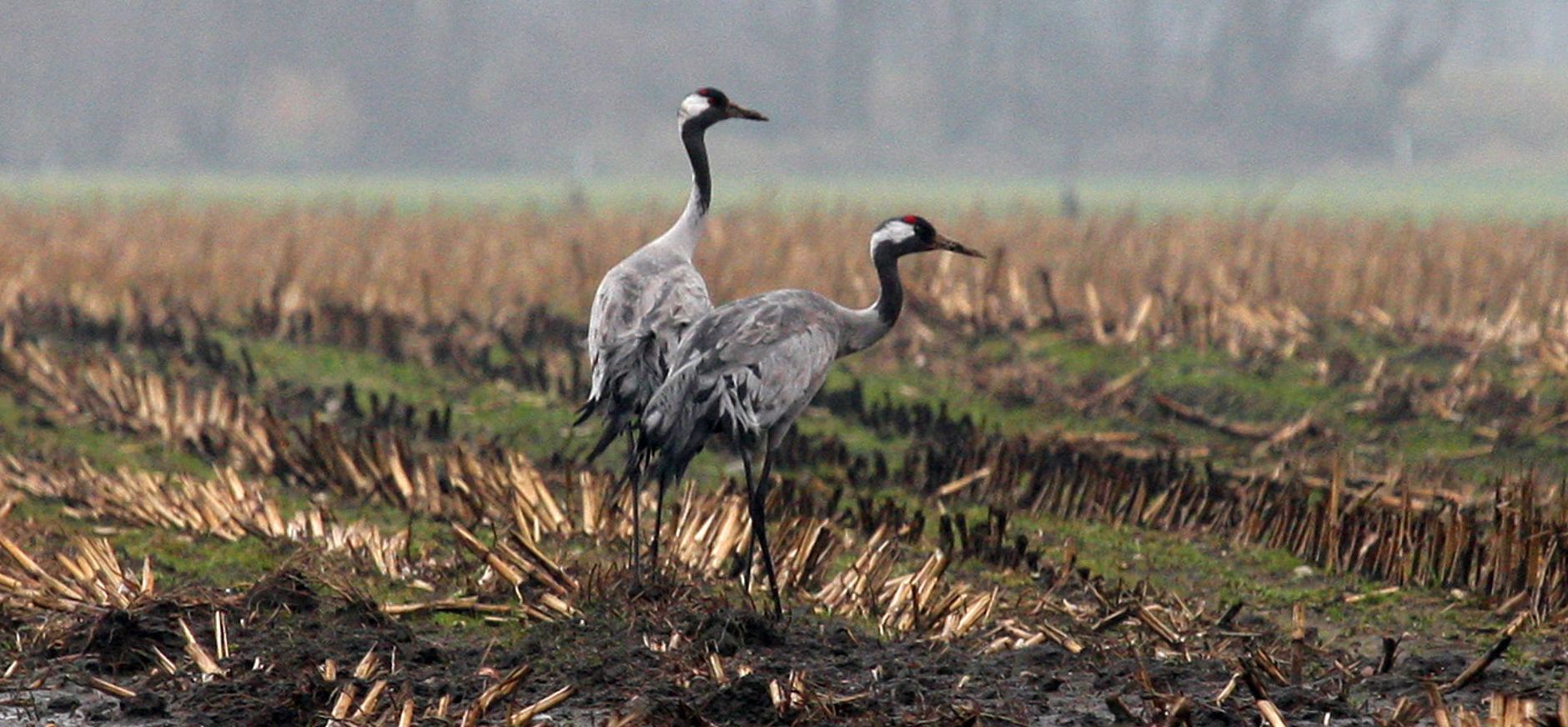 Kraanvogel fochteloerveen