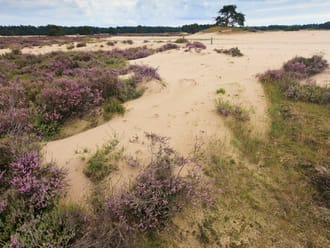 Hulshorsterzand