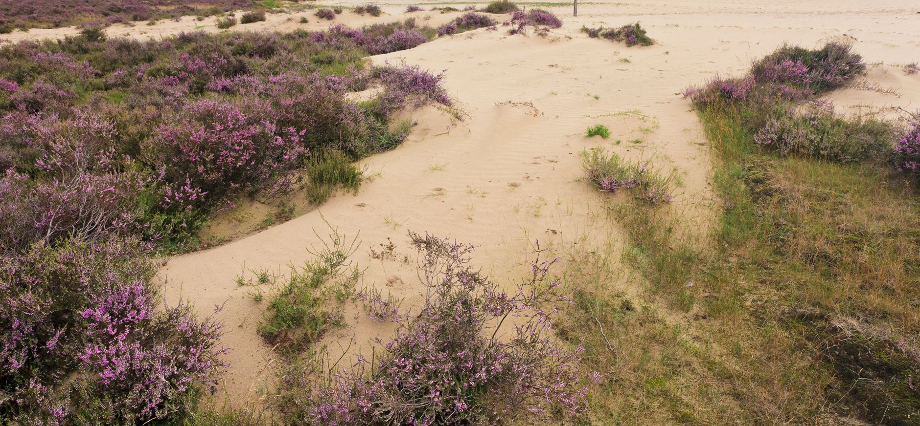 Hulshorsterzand