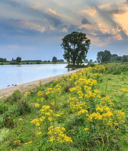 Maasuiterwaarden, riviernatuur verspreid over 70 km langs de Maas.