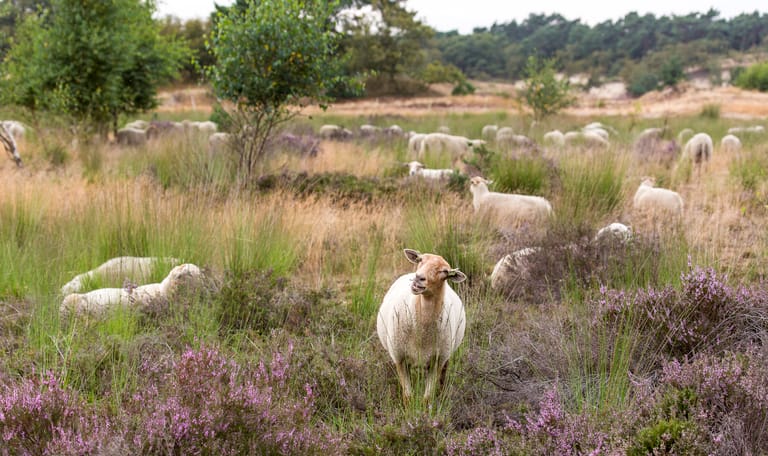 Loonse en Drunense duinen