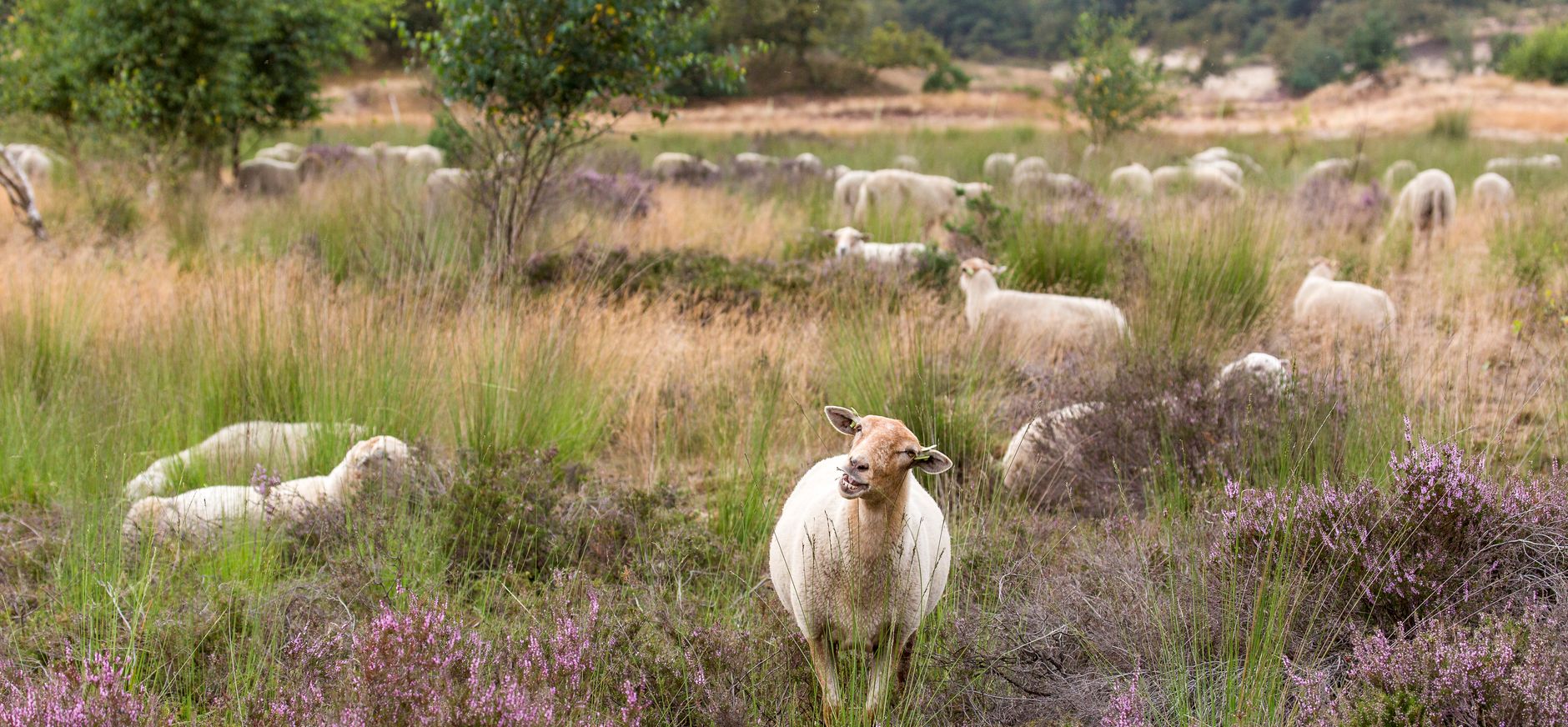 Loonse en Drunense duinen