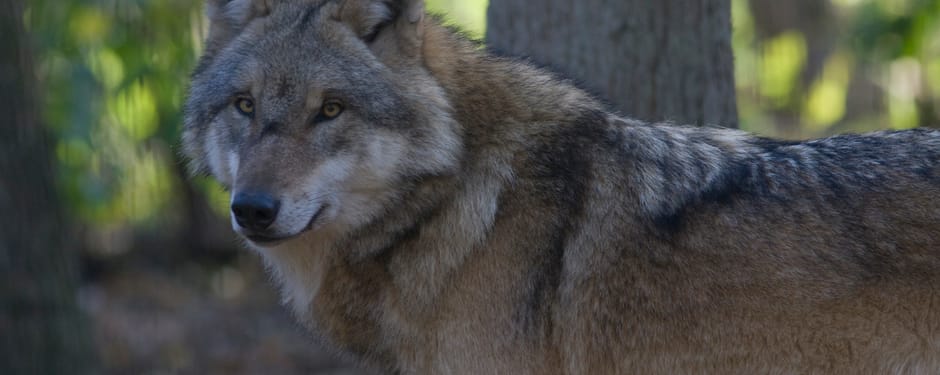 De Wolf