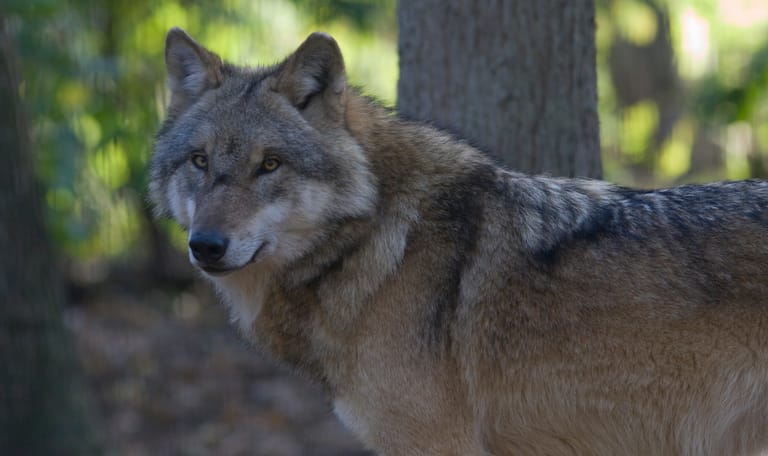 De Wolf