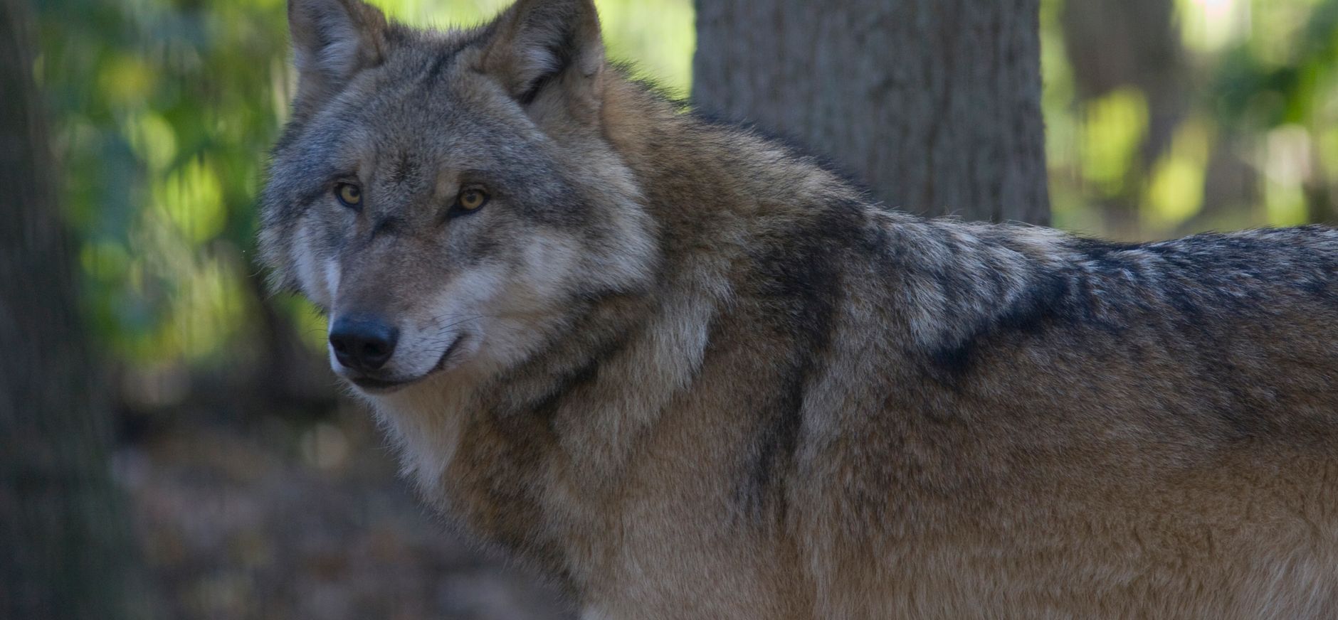 De Wolf