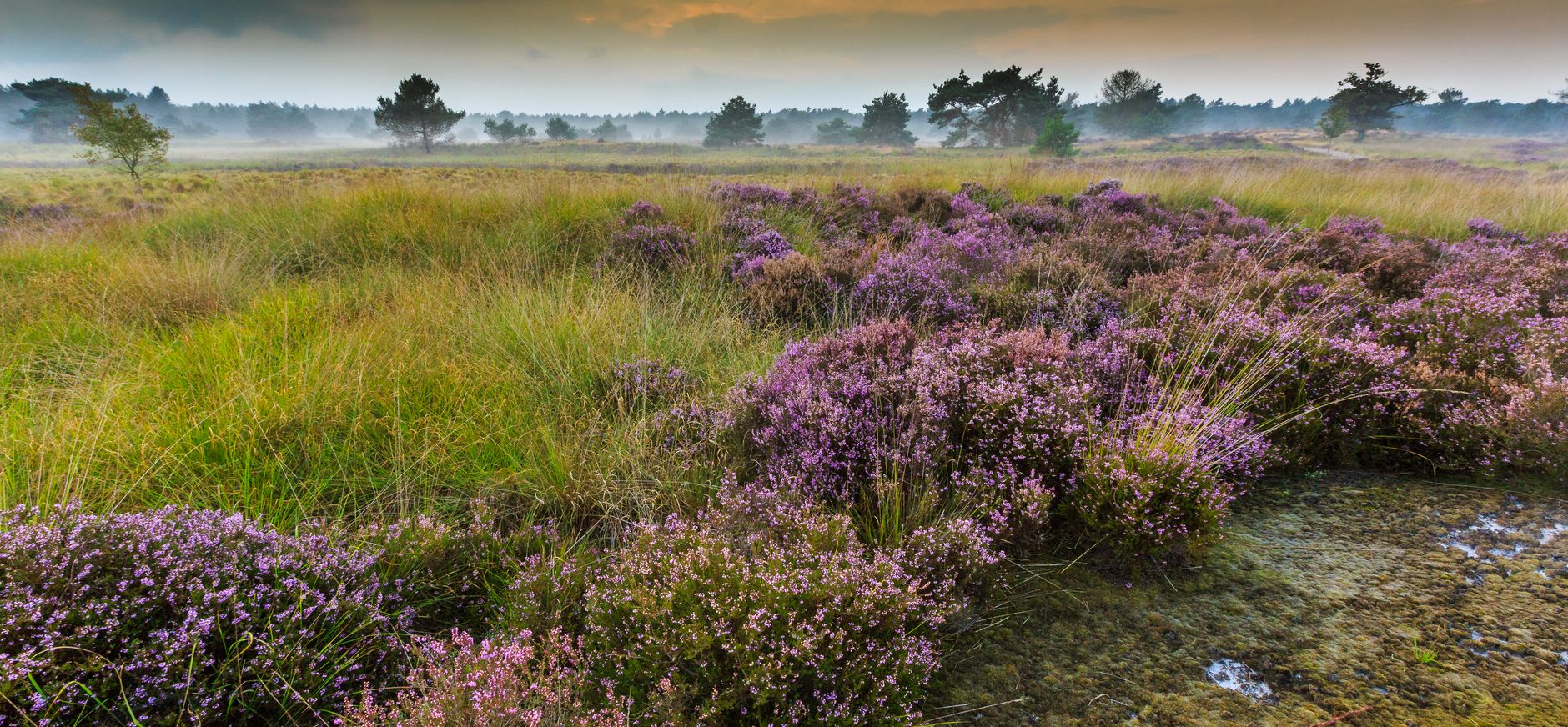 Struikheide Ossendrecht