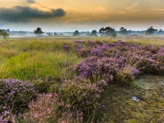 Struikheide Ossendrecht