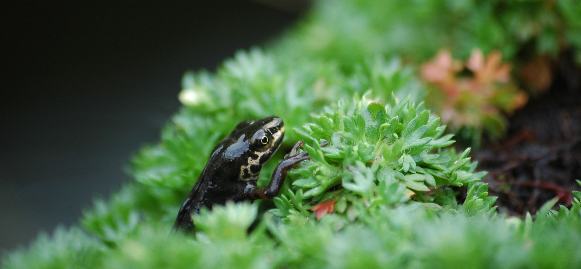 Kamsalamander