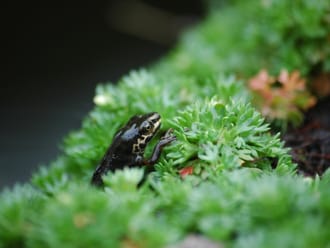 Kamsalamander