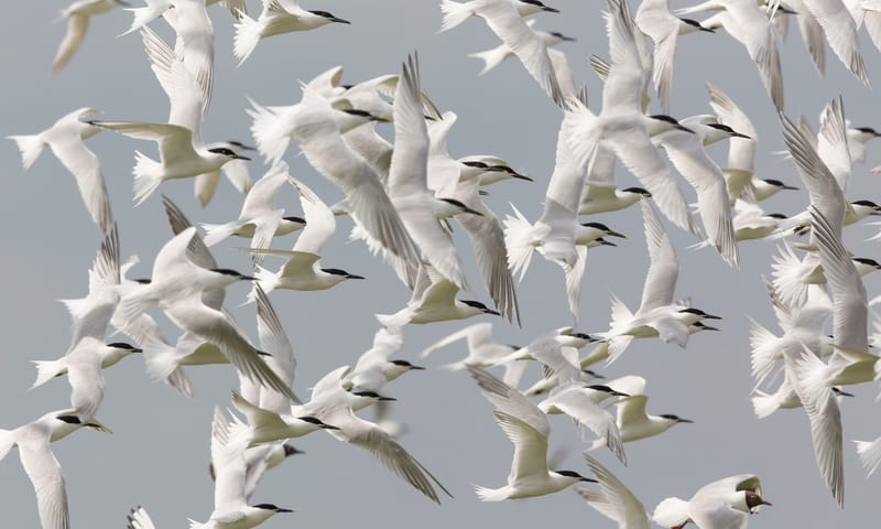 Vogels texel