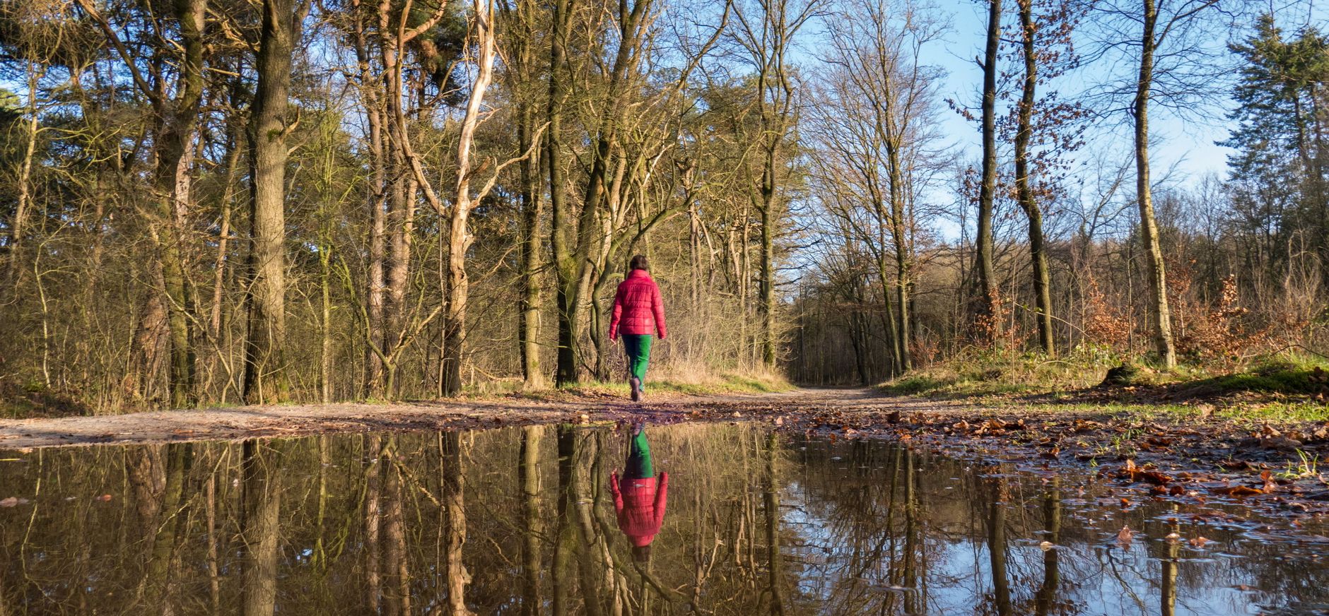 Drents-Friese wold