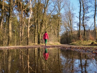 Drents-Friese wold