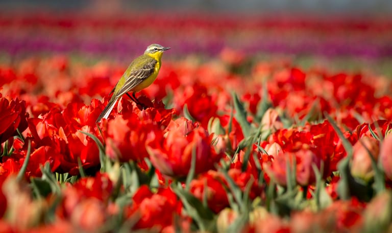 Uitkijkpunt Koekeloere, Gasthuisbevang