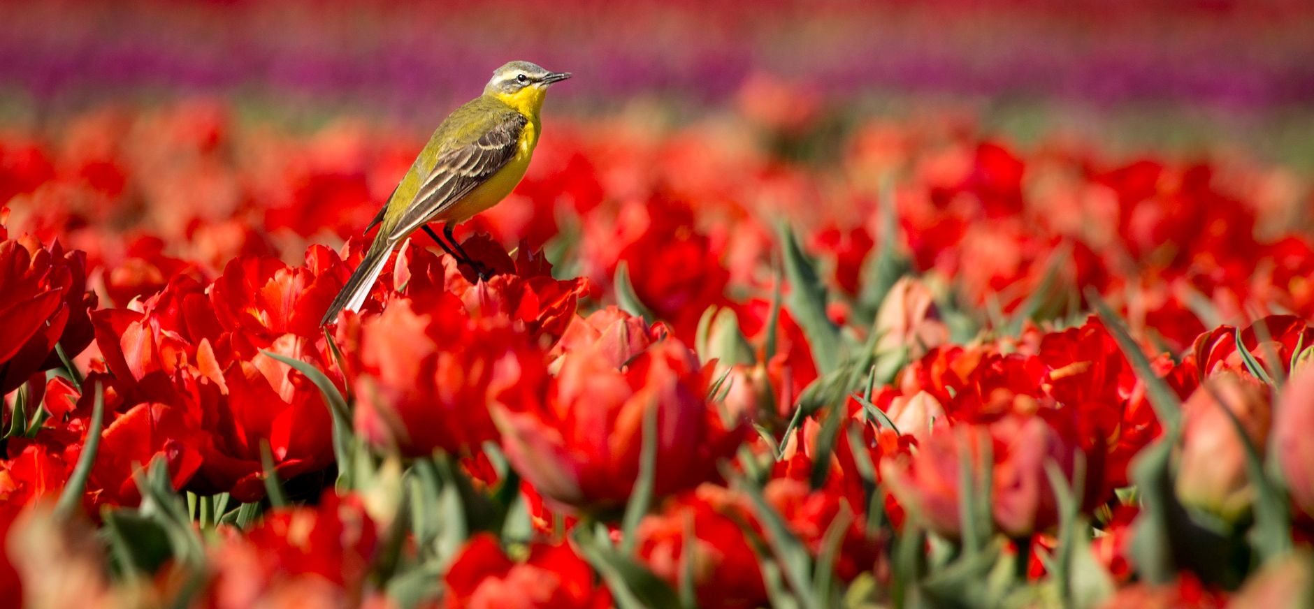 Uitkijkpunt Koekeloere, Gasthuisbevang