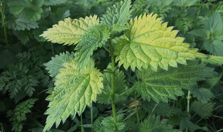 Maak zelf brandnetelsoep