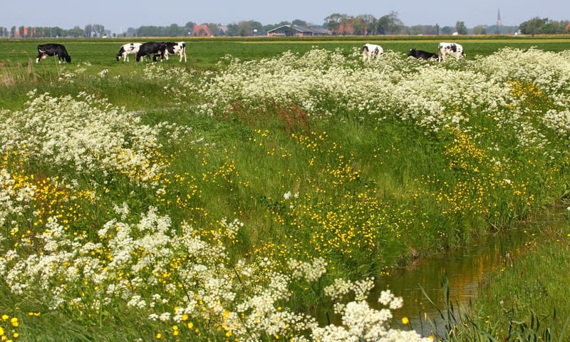 Biodiversiteit standpunten