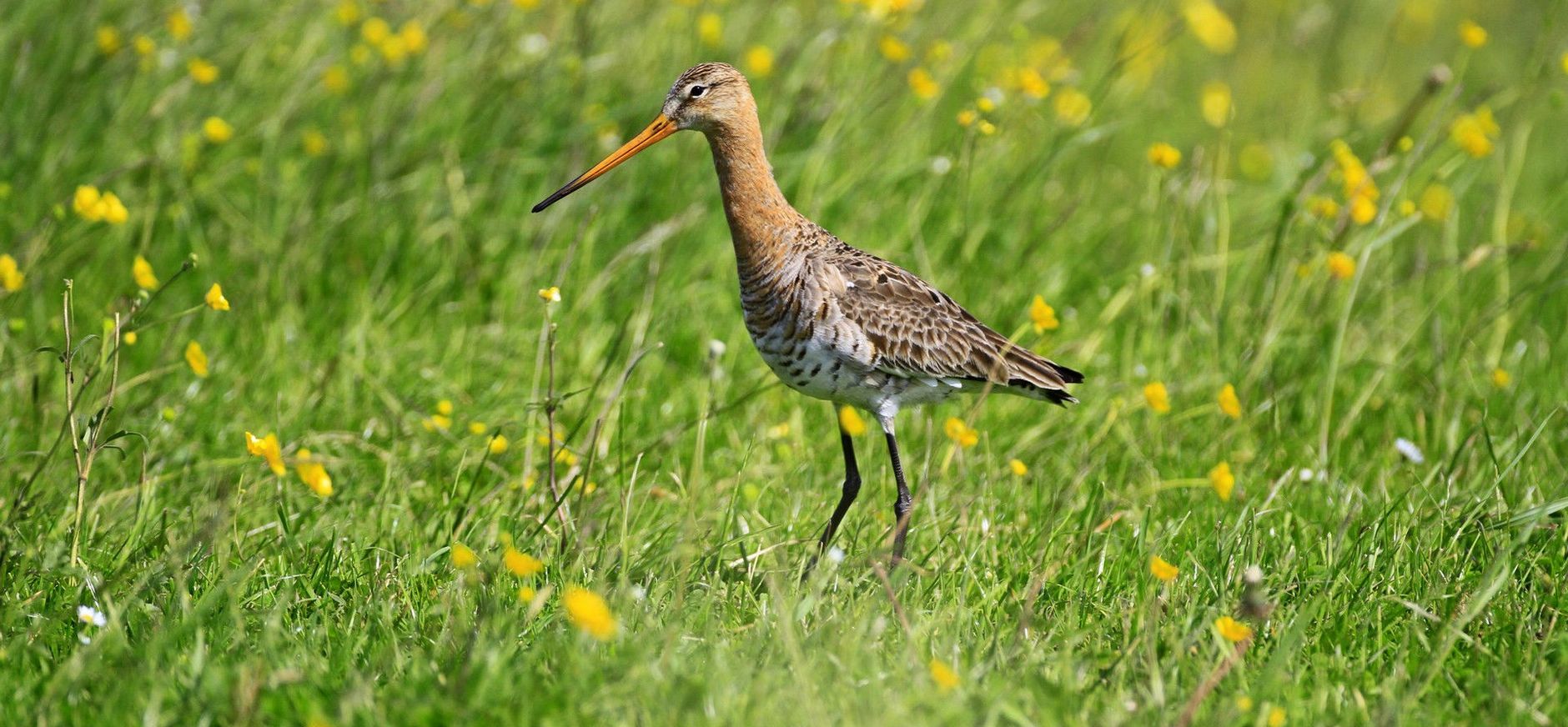 Grutto Natuurherstel Schieveen