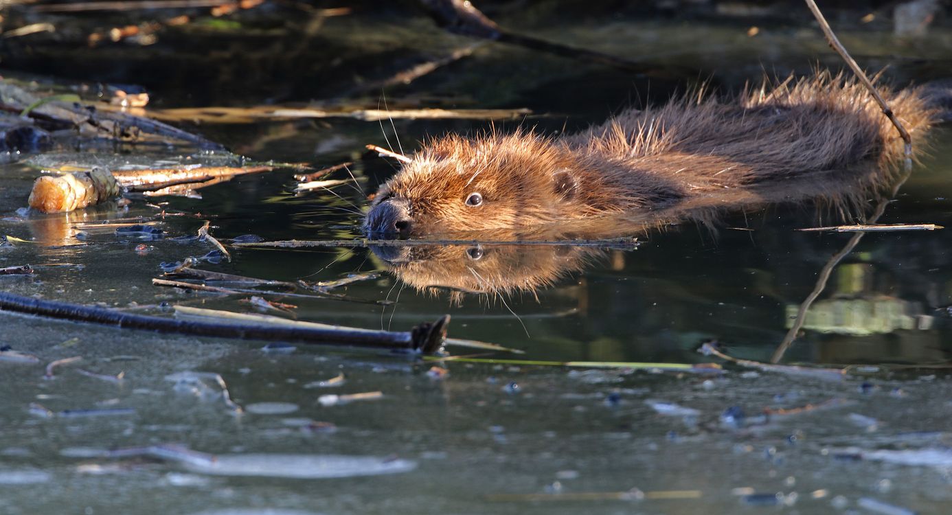 Bever
