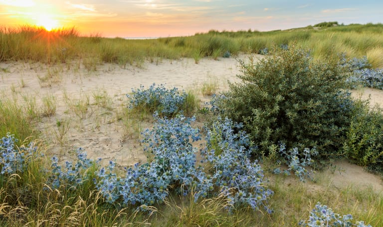 Blauwe zeedistel Natuurmonumenten